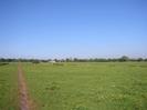 Grassy fields with buttercups.
Footpath on the left.
Row of trees and white building on the horizon.