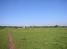 Grassy fields with buttercups.
Footpath on the left.
Row of trees and white building on the horizon.