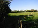 Grassy field.
Bank of dark trees on left.
Hedge in distance with church spire visible beyond.
New wire fence on the right, with newly-planted trees.