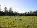 Grassy field with hedge and tall trees in the distance.