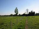 Footpath through grassy field.
New wire fence and newly-planted trees on the left.
Tall trees in the distance.