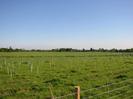 Grassy field with newly-planted trees.
Train on the horizon.
