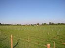 Grassy field with newly-planted trees.
Houses and large trees on the horizon.