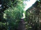 Footpath with tall hedges on both sides.