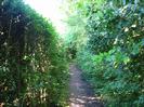 Footpath with tall hedges on both sides.