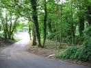 Road descending between banks of trees.
Buildings in bright sunlight at the bottom.