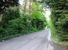 Looking north on Mill Lane.
Trees on both sides.