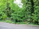 Road with wooden paling fence and large trees on the far side.