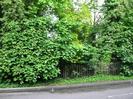 Road with wooden paling fence and large trees.