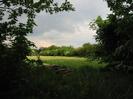 Field with trees.