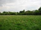 Grassy field with trees in the distance.