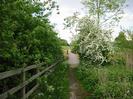 Footpath with wooden railings and small trees on left.
New bridge across flood relief channel (Jubilee River) in the distance.
Hawthorn bush in flower on the right.