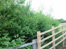 Low fence with small trees beyond.