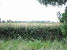 Hedge with grass verge in front.
Field behind hedge, with trees in the distance.