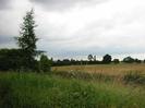 Grass verge with hedge and field behind.
Trees in verge and in distance.