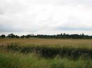 Grass verge with hedge and field behind.
Trees in distance.