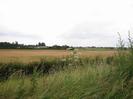 Grass verge with hedge and field behind.
Trees and farm buildings in the distance.