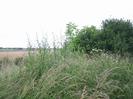 Grass verge with field on left.
Tree on right.