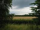 Hedge with trees.
Field beyond, with more trees in the distance.