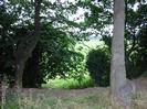 Looking down the bank towards the recreation ground.
Tree-trunks in foreground.
Grass visible through bushes at bottom of slope.