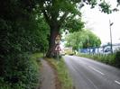 Looking north on Hitcham Road.
Dark bushes on left.
Tarmac pavement bending left to go round behind large Oak tree.
Road signs warning of height restriction and crossroads.
Concrete bollards and blue metal fence on far side of road.