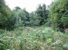 Bramble bushes and trees.