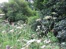 Wild flowers and trees.