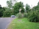 Road junction with wide grass verge on right.
Trees and decorative giant grass.
Telephone pole.