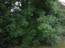 Trees.