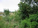 Verge with bushes and wild flowers.