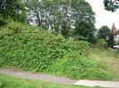 Thames towpath.
Grassy area with hedge and trees behind.
Houses on River Road in the background.