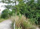 Public footpath at southern end of Maidenhead Rowing Club car-park.
Concrete path with tube railings.
Trees and water on right.