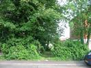 Trees and bushes between Rosemead and River Court.