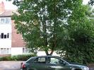 Bridge Court flats.
Trees along road.
Parked car.