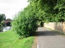 Looking north on River Road.
River Thames on left with grass bank.
Sandy brick wall and trees on right.