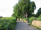 Looking north on River Road.
Bushes on left.
Sandy-coloured brick walls on right with trees behind.