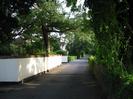 Looking south on River Road.
White wall on left with brick capping.
Trees behind wall.
Hedges each side of road in the distance.
Low fence on right with trees behind.