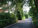 Looking south on River Road.
Fence and hedges on left with house visible behind.