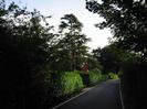 Looking south on River Road.
Hedges and trees on both sides.
House visible in the distance.