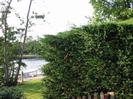 River Thames with moored boat on left.
Conifer hedge.