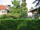 Laurel hedge with houses and trees beyond.