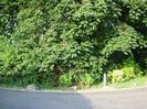 Road with Chestnut trees on the far side.
Lamp bollard.