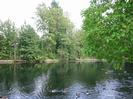 Guards Club Island and River Thames.
Large trees on the island.
Canada Geese on the river.