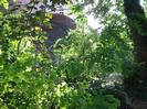 Railway bridge seen through sunlit trees.