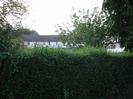 Tall privet hedge with roof of flats visible above it.