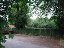 Car-park with ivy-covered fence and trees.