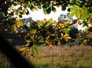 Looking through the chain-link fence into the gas-holder enclosure.
Sunlight through horse chestnut leaves.