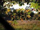 Looking through the chain-link fence into the gas-holder enclosure.
Sunlight through horse chestnut leaves.