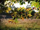 Sunlight through horse chestnut leaves