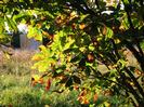 Sunlight through horse chestnut leaves